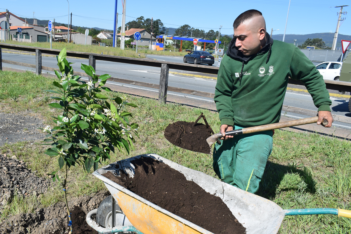 PlantaciónMinaMercedes2